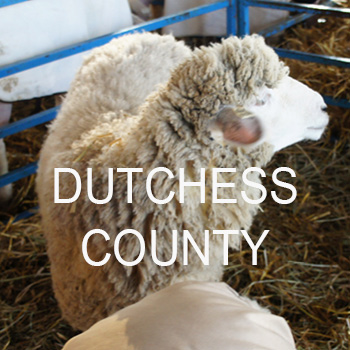 Dutchess County NY Sheep