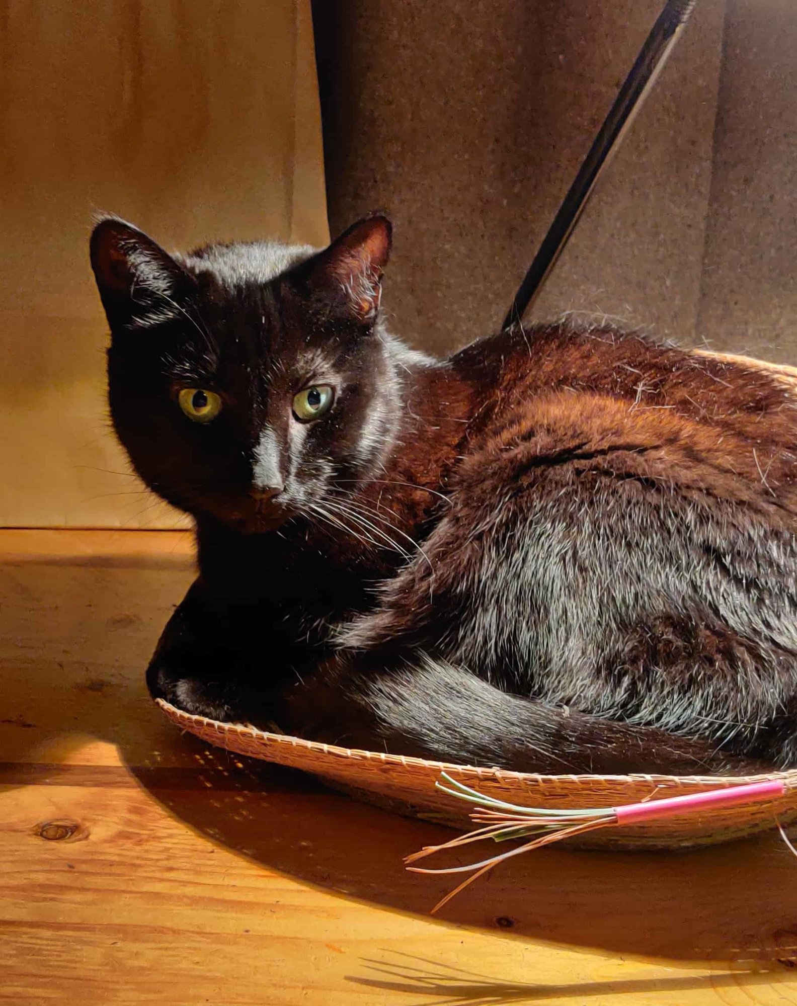 Cat sitting in a basket